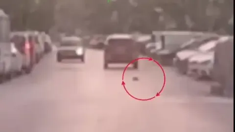 Kedinin Üzerinden Geçti Umursamadı