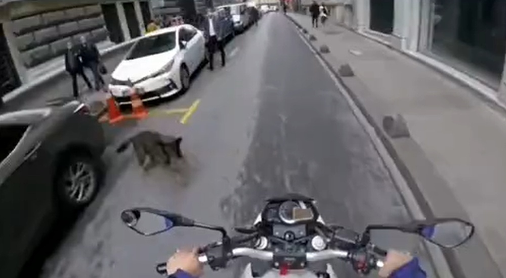 Köpeklerin motorcuları görünce tepkisi