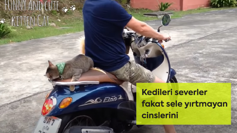 kedi sever